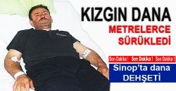 Sinop\ ta Kızgın Dana Dehşeti