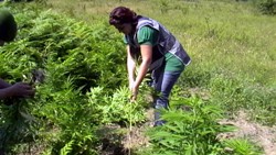 EMNİYETTEN KENEVİR OPERASYONU