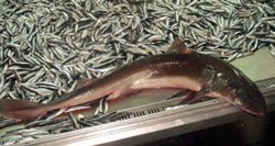 KARADENİZ\ DE CAMGÖZ KÖPEKBALIÐI YAKALANDI 