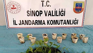 Sinop'ta 'bardakta kenevir' operasyonu!