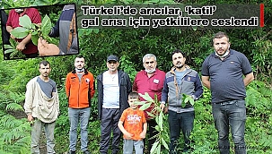 Türkeli'de arıcılar, 'katil' gal arısı için yetkililere seslendi