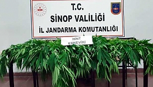 Ayancık'ta uyuşturucu operasyonu: 1 gözaltı