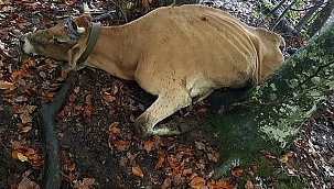 Büyükdüz Köyünde ayı saldırısı yaşandı.