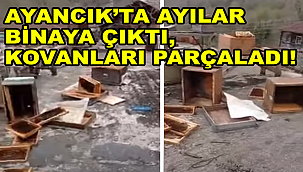 Ayancık'ta ayılar binaya çıktı, kovanları parçaladı