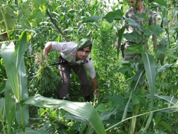 JANDARMADAN KENEVİR OPERASYONU