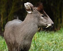 Şimdi de KARACA (VİDEO)