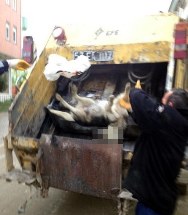 Türkeli'de köpek katliamı!