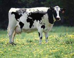 HAYVAN HIRSIZI HAYVANLARI SATARKEN YAKALANDI