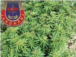 ERFELEK TE KENEVİR OPERASYONU