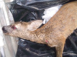 YAVRU KARACAYI VURDULAR