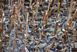 SİNOP VALİLİÐİ'NDEN YENİ PROJE