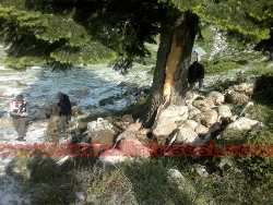 Yıldırım düştü, 39 hayvan telef oldu