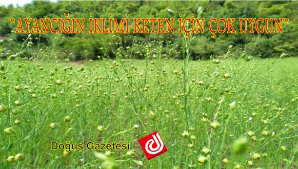 "AYANCIĞIN İKLİMİ KETEN İÇİN ÇOK UYGUN"