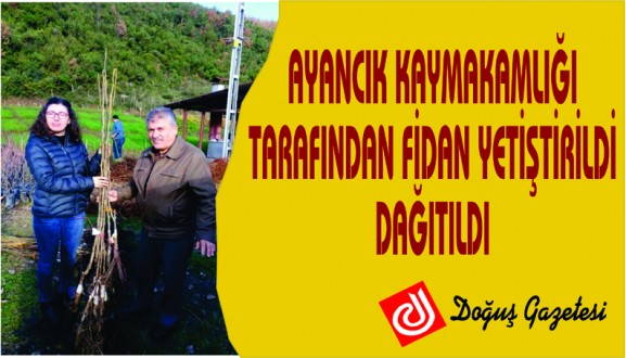 AYANCIK KAYMAKAMLIĞI TARAFINDAN FİDAN YETİŞTİRİLDİ, DAĞITILDI