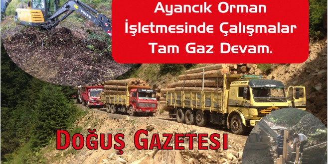 Ayancık Orman Hız Kesmiyor