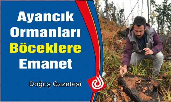 Ayancık Ormanları Böceklere Emanet