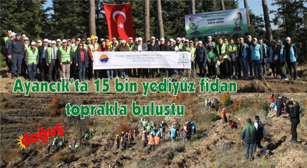Ayancık'ta 15 bin yediyüz fidan toprakla buluşturuldu