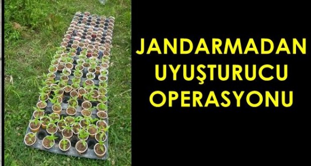 Ayancık'ta hint keneviri operasyonu