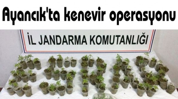 Ayancık'ta kenevir operasyonu