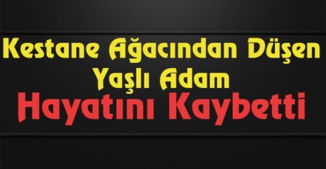 Ayancıkta kestane ağacından düşen kişi hayatını kaybetti