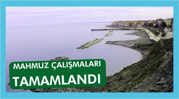AYANCIKTA MAHMUZ ÇALIŞMALARI TAMAMLANDI
