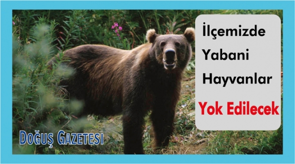 Ayancık'taki yabani hayvanlar, Bakanlık ihalesiyle yok edilecek