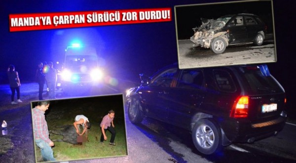Ayancık yolunda mandaya çarpan sürücü zor durdu