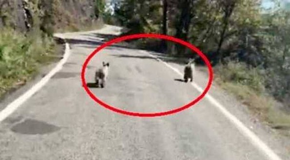 Ayancık yolunda yavru ayılar böyle görüntülendi