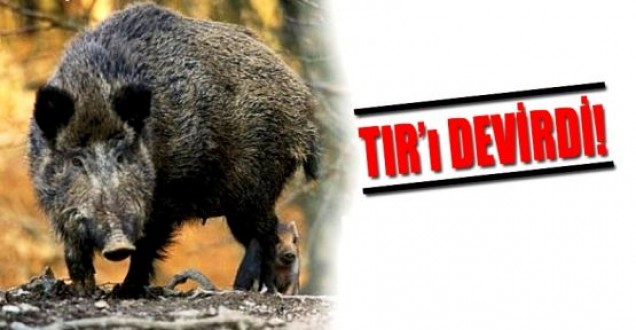 Domuz Sürüsü TIR Devirdi