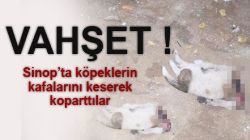 Sinop\ ta Vahşet! Köpeklerin Kafasını Koparttılar