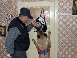 Ayancık'ta Uyuşturucu Operasyonu