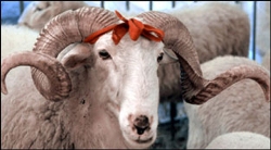 KÖYLÜ, ANONSLA KURBAN SATIYOR