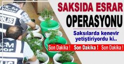 Polisten \ Saksıda Kenevir\ Operasyonu