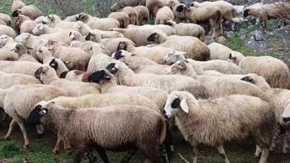 Hayvancılığı yeniden canlandıracağız