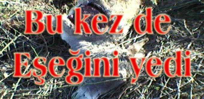 İnekten sonra eşeğini de yedi