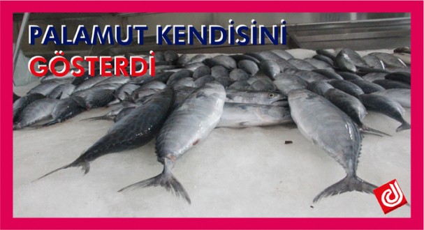 KARADENİZDE PALAMUT KENDİSİNİ GÖSTERDİ