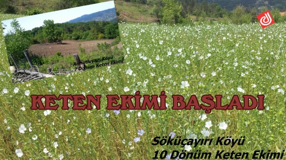 KETEN EKİMİ BAŞLADI