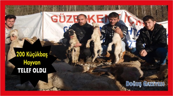 KOYUNLARI TELEF OLAN ÜRETİCİLER YARDIM BEKLİYOR