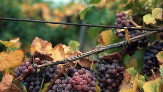 Nar ve Üzüm Suyu En Güçlü Antioksidanlar