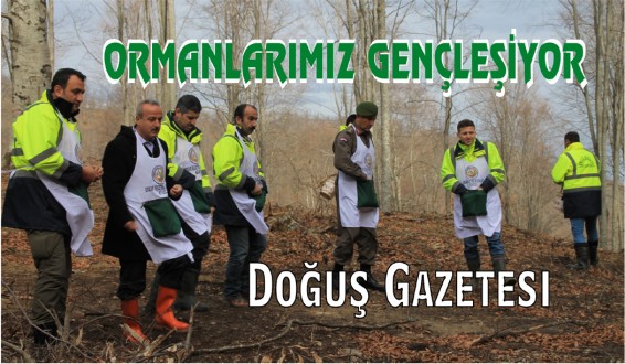 Ormanlarımız Gençleştiriliyor 