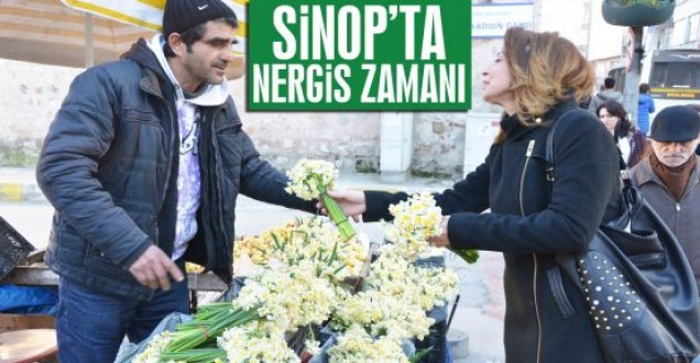 Şimdi Sinop'ta nergis zamanı