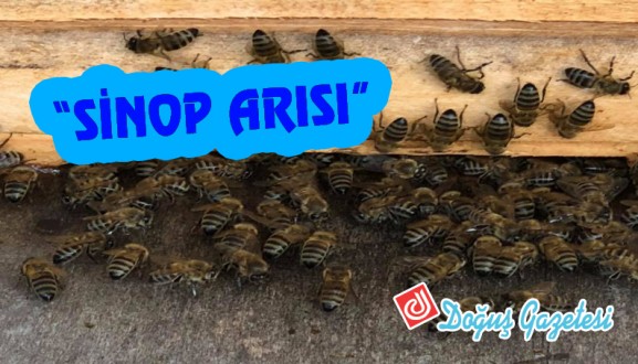 "SİNOP ARISI"
