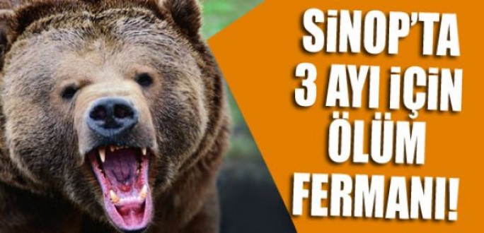 Sinopta 3 ayı için ölüm fermanı