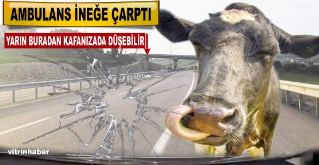 Sinop'ta ambulansın çarptığı inek telef oldu