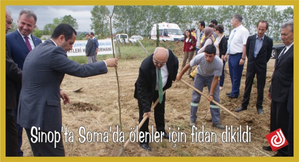 Sinop'ta Soma'da ölenler için fidan dikildi