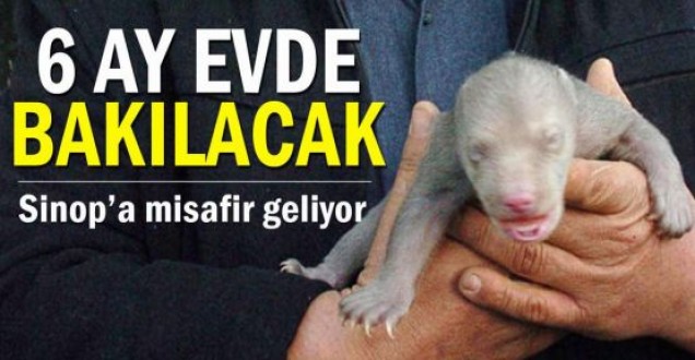 YAVRU AYIYA SİNOP'TA EVDE BAKIM